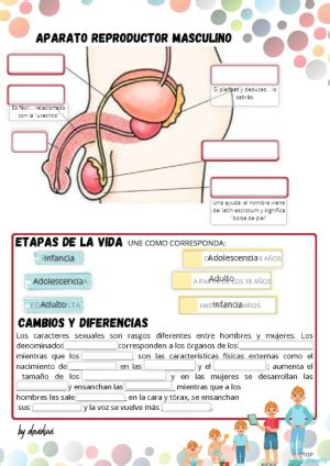 Aparato Reproductor Masculino Y Caracteres Sexuales Ficha Interactiva