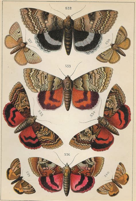 Scans Vintage Butterflies And Moths 1895 Book And Paper Arts