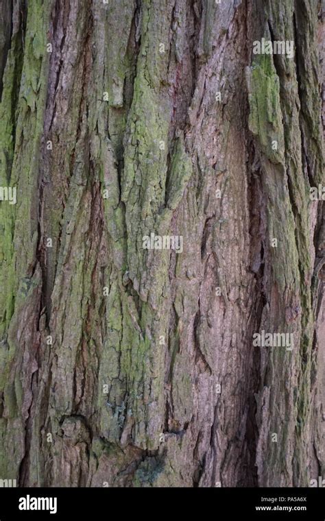 Brown Bark Of A Tree Stock Photo Alamy