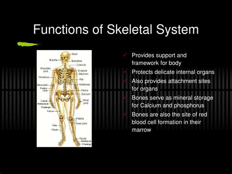 Ppt Skeletal System Anatomy Powerpoint Presentation Free Download