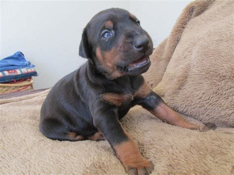 Abbys Akc Doberman Puppies Two Black And Rust Females