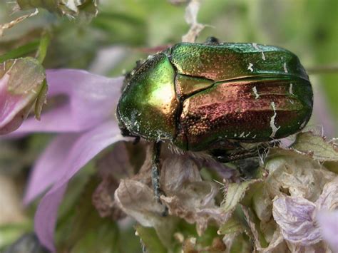 Rose Chafer Beetle By Mark Sanders Peoples Trust For Endangered Species