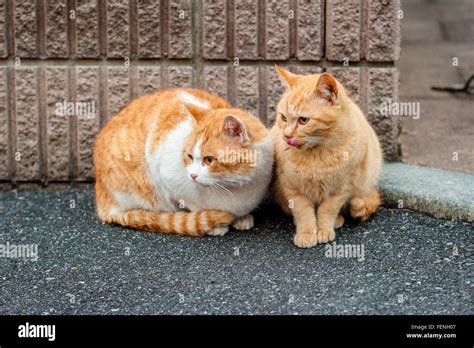 Two Cats Sitting On Road Stock Photo Alamy