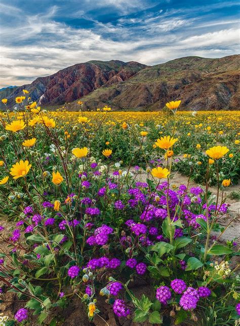 The Blooming Desert Beautiful Nature Beautiful Landscapes Wild