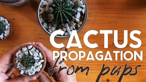 Cactus Propagation From Pups Youtube