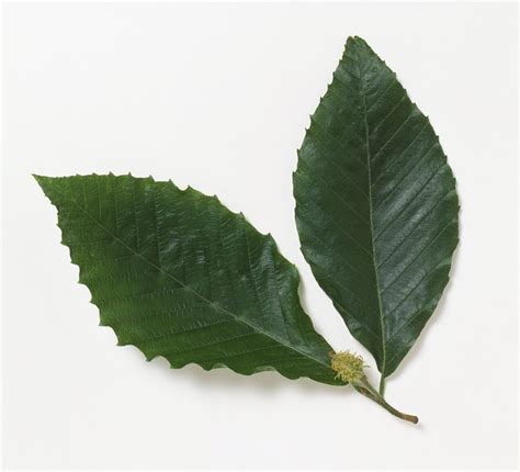 How To Identify The American Beech