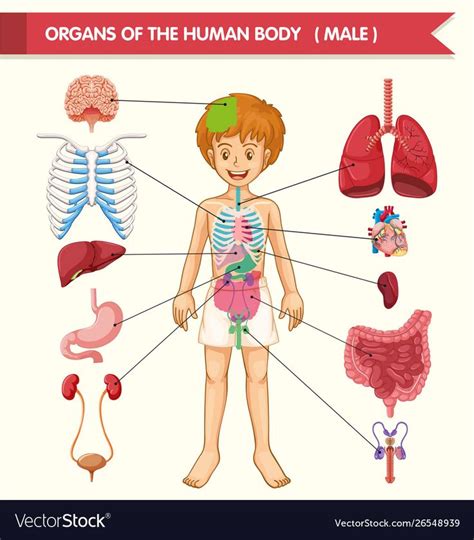 Scientific Medical Illustration Of Human Body Organs Illustration
