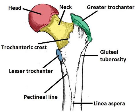Lesser Trochanter Fracture