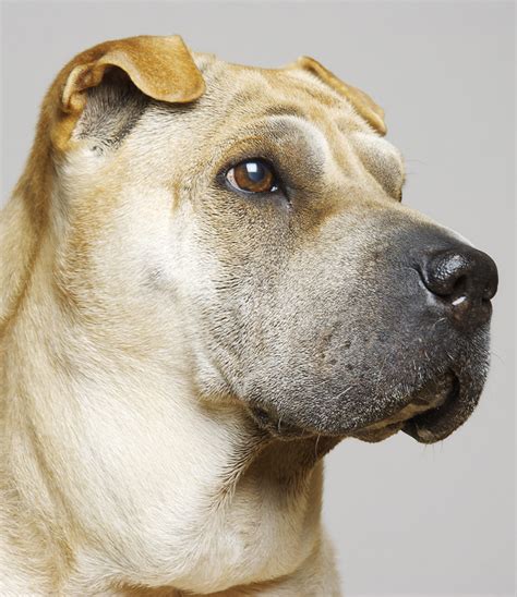 A Complete Guide To The Shar Pei Dog Breed