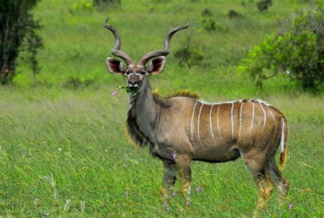 Welcome To Olamamas Blog South African Kudu Bull Auctioned For A