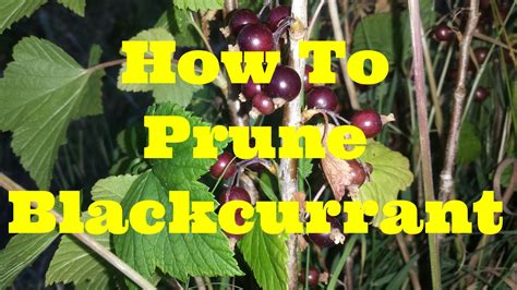 How To Prune Blackcurrants The Movie Youtube