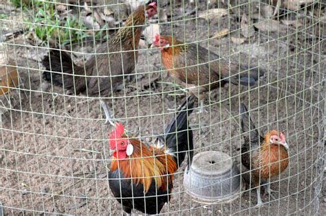 Mushjs kisah ayam yang inginkan terbang. Gambar Pedas Agro Farm Modified Reban Anak Ayam Umur 1 ...