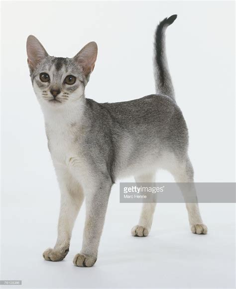 Blue Ticked Tabby Abyssinian Cats Gorgeous Cats Cats