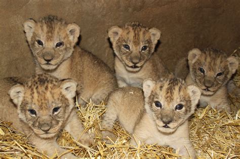 Cute Lion Cubs Lion Cubs Photo 36139556 Fanpop