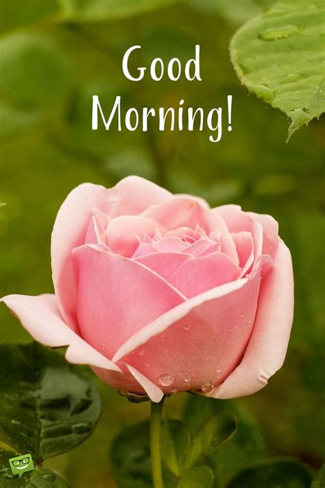 But when i send a good morning text to my girlfriend this time i need to find cute good morning texts. 171 best images about Good Morning with flowers on Pinterest
