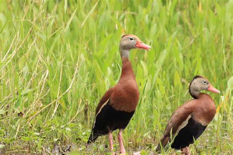 Types And Characteristics Of Ducks In Florida Nature Blog Network