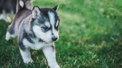 Husky puppies are one of the coolest animals. Devil Mask Siberian Husky Puppy On Green Grass Field HD Animals Wallpapers | HD Wallpapers | ID ...