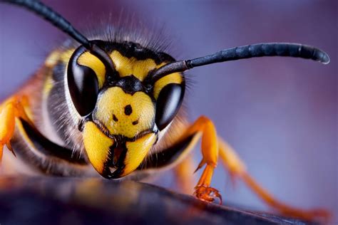 Hornet Insect Wallpapers FREE Pictures on GreePX