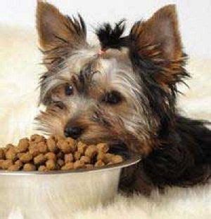 Puppies require more food per pound of body weight, since they are growing and constantly expending energy. Best Dog Food for Yorkies or Yorkie Puppies: The Right Way ...