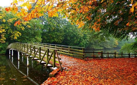 1920x1200 Nature Landscape River Forest Fall Walkway Path Trees