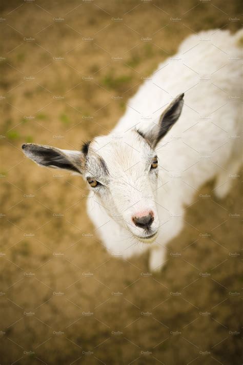 But they are different animals. young curious goat. | High-Quality Stock Photos ~ Creative ...