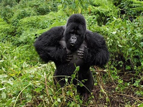 Are Mountain Gorillas Very Dangerous Wilderness Explorers Africa