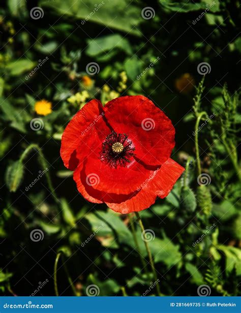 Single Red Poppy Flower Surrounded By Green Leaves Stock Image Image