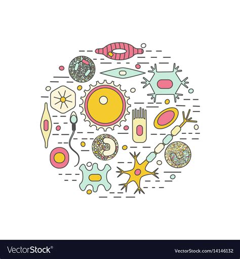 Different Human Cell Types Royalty Free Vector Image