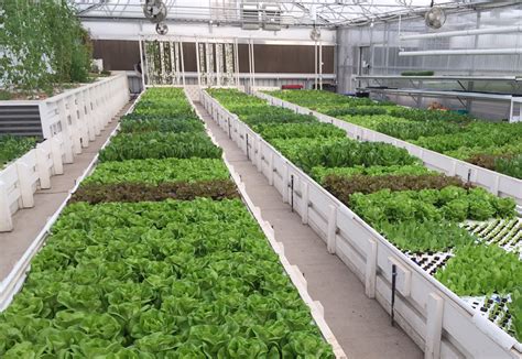 We are currently the biggest vertical aquaponics farm in malaysia catch us on. Aquaponic Farming Training | The Aquaponic Source