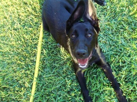 Otros días dedicados a los perros. Elephants: DIA DEL PERRO SIN RAZA 28 MAYO