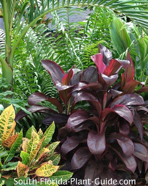 Guide To Florida Landscape Plants For The Southern Half Of The Sunshine