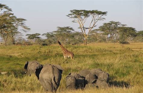 serengeti safaris tour best time to visit serengeti national park hot sex picture