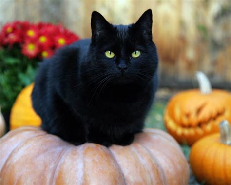 It's fun and instantly recognizable, and you don't have to worry about it being common. Best Black Cat Names - The Ultimate List (109 ideas!)