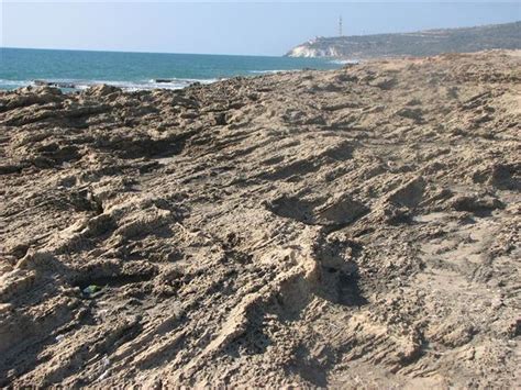 חוף צאנז שוכן בקרבת קריה צאנז, ליד מלון גלי צאנז , כמוכן החוף קרוב לחוף בלו ביי. טיולים בחוף הגליל ובעמק עכו - iNature