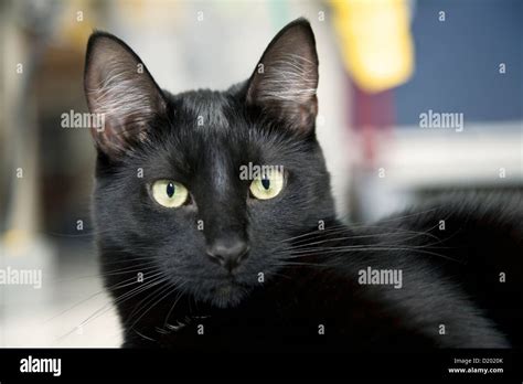 Portrait Of Black Cat Stock Photo Alamy