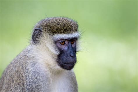 Monkey Portrait Animal Royalty Free Photo