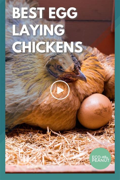 Best Egg Laying Chickens That Will Lay A Ton Of Eggs For You