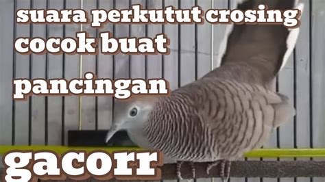 Suara Perkutut Crosing Gacor Cocok Buat Pancingan Perkutut Lain Youtube