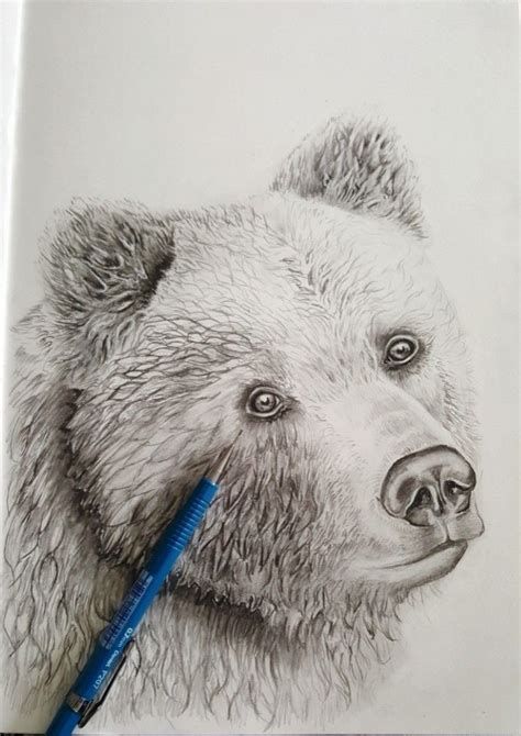 Grizzly Bear Pencil Drawing At Explore Collection