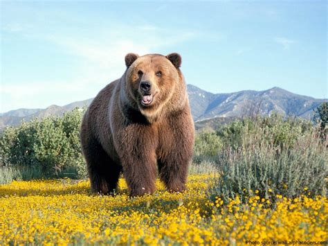 Interesting Facts About Bears Just Fun Facts