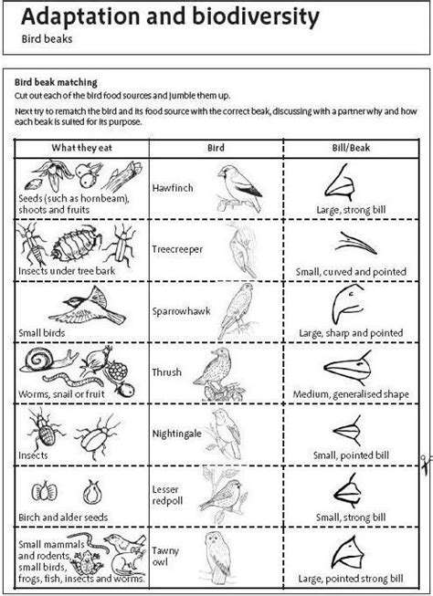 Bird Adaptations Worksheets Science Lessons Teaching Biology Animal