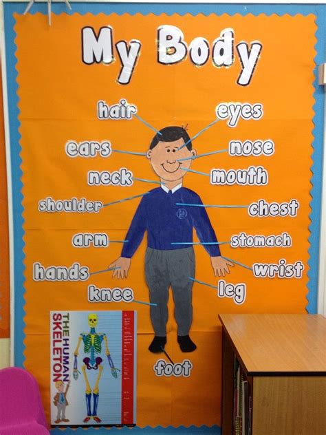 My Body Parts Display Classroom Display Ourselves Bodies All About
