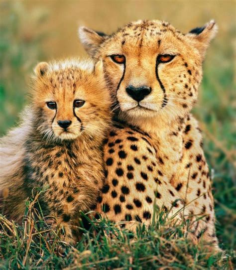 Guepardo Y Su Cría 💛 Baby Wild Animals Animals Wild Animals