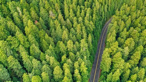 Download 1920x1080 Wallpaper Aerial View Green Pine Trees Forest