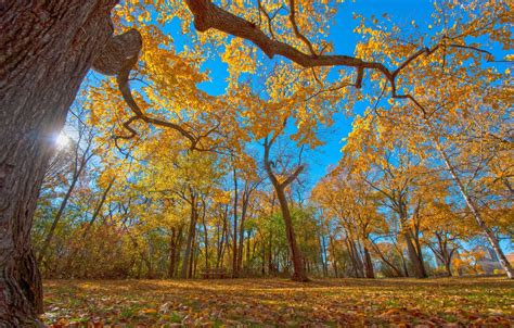 Wallpaper Autumn The Sky Leaves Trees Images For Desktop Section