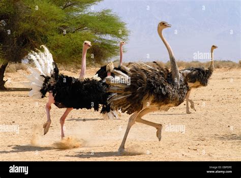 Ostrich Run In The Desert Stock Photo 76096258 Alamy