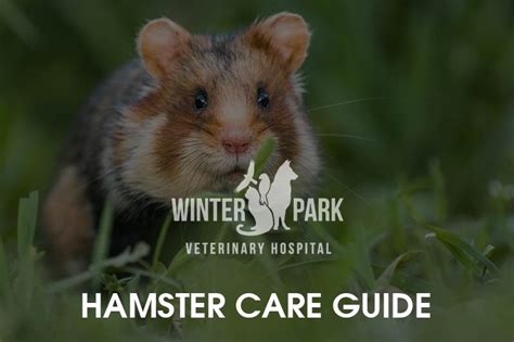 Hamster Care Diseases Winter Park Veterinary Hospital