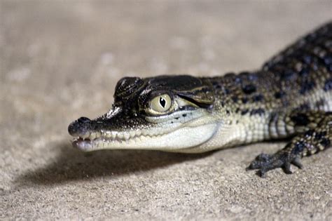 Baby Saltwater Crocodile Zoochat