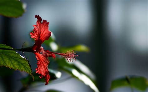 Hibiscus Flower Hd Flowers 4k Wallpapers Images