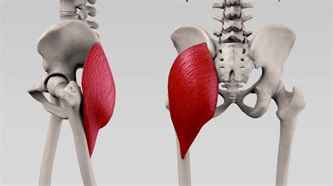 Musculus Gluteus Maximus Doccheck